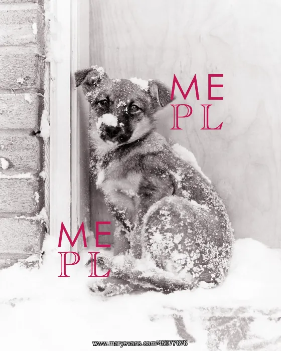 : Small Dog Mixed Breed covered in snow : Small Dog Mixed Breed covered in snow