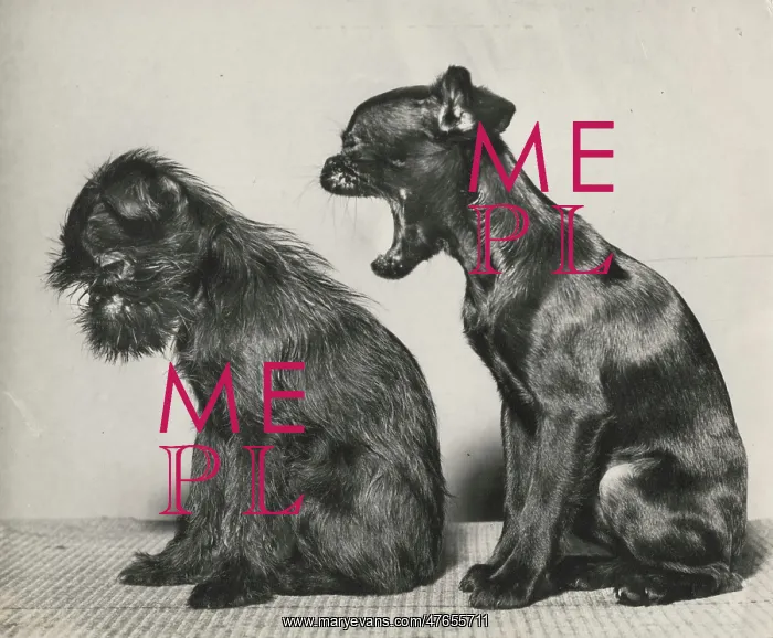 : Two small dogs in profile : Two small dogs in profile