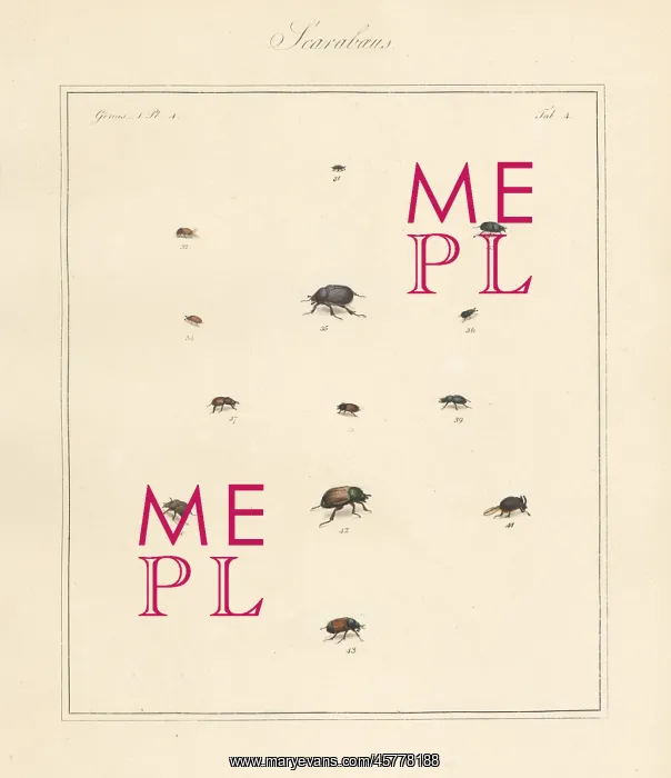 : Small dung beetle, chafer, scarab beetles, etc : Small dung beetle, chafer, scarab beetles, etc