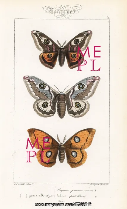 : Small emperor moth and tau emperor : Small emperor moth and tau emperor