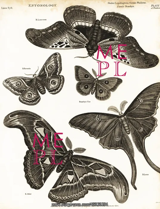 : Small emperor moth, tau emperor, etc : Small emperor moth, tau emperor, etc