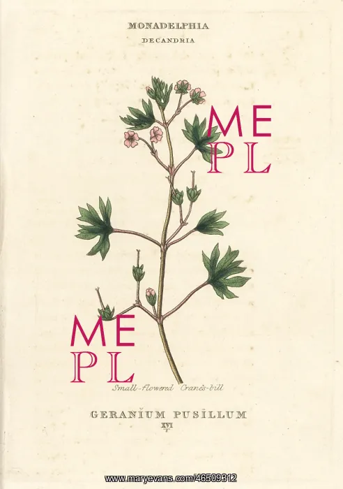 : Small-flowered cranes-bill, Geranium pusillum : Small-flowered cranes-bill, Geranium pusillum