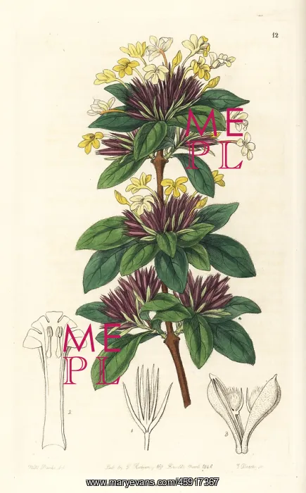 : Small-flowered lankesteria, Lankesteria parviflora : Small-flowered lankesteria, Lankesteria parviflora