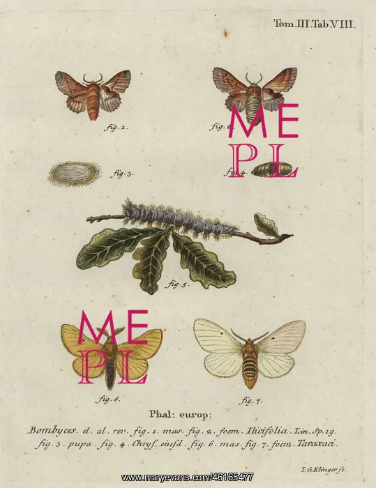 : Small lappet and autumn silkworm moth : Small lappet and autumn silkworm moth