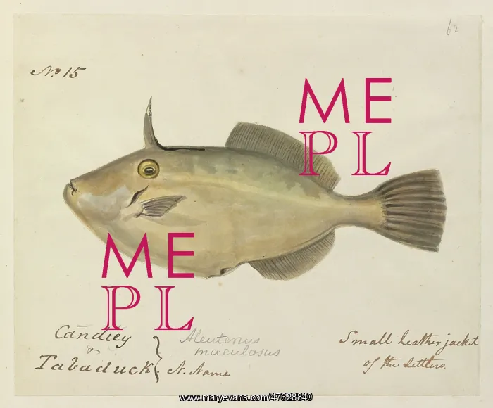 : Small leatherjacket illustration : Small leatherjacket illustration