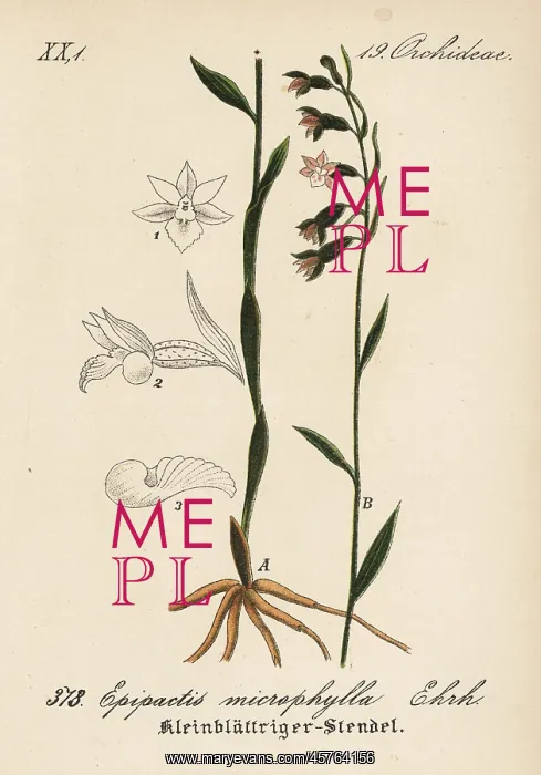 : Small-leaved helleborine, Epipactis microphylla : Small-leaved helleborine, Epipactis microphylla