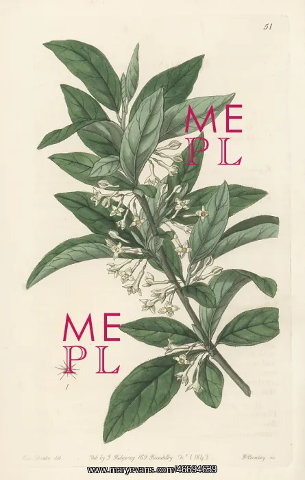 : Small-leaved oleaster, Elaeagnus parvifolia : Small-leaved oleaster, Elaeagnus parvifolia