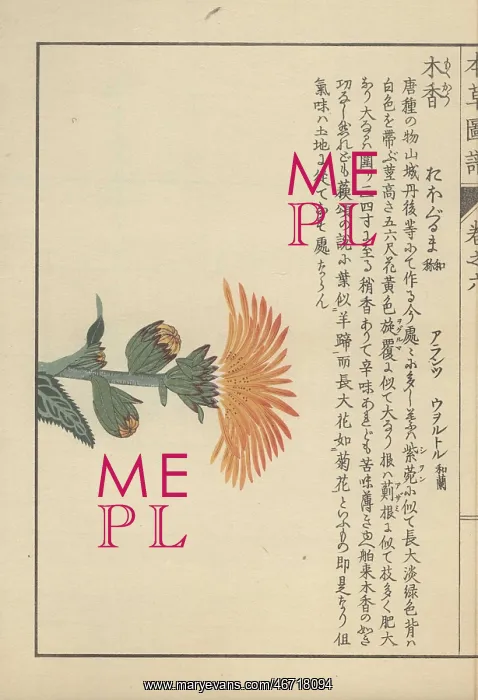 : Small leaves and a large yellow flower atop : Small leaves and a large yellow flower atop
