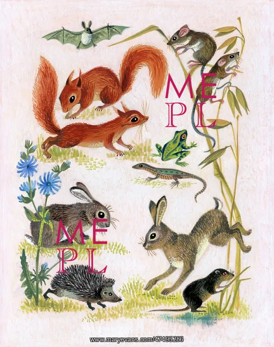 : Small Mammals of the Countryside : Small Mammals of the Countryside