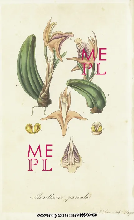 : Small maxillaria, Maxillaria parvula : Small maxillaria, Maxillaria parvula