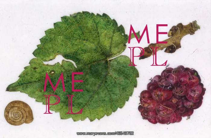 : Small mulberry leaf and fruit : Small mulberry leaf and fruit