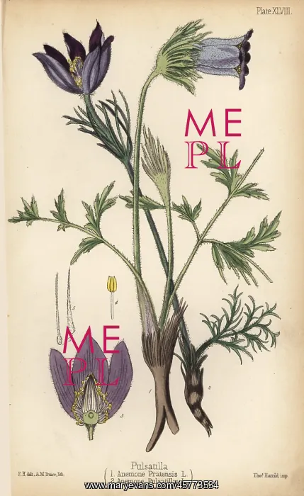 : Small pasque flower, Anemone pratensis 1 and : Small pasque flower, Anemone pratensis 1 and
