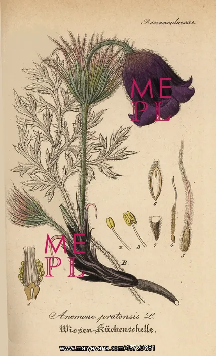 : Small pasque flower, Anemone pratensis : Small pasque flower, Anemone pratensis