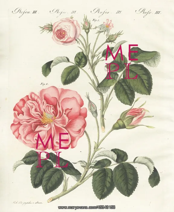 : Small pink centifolia rose and Frankfort rose : Small pink centifolia rose and Frankfort rose