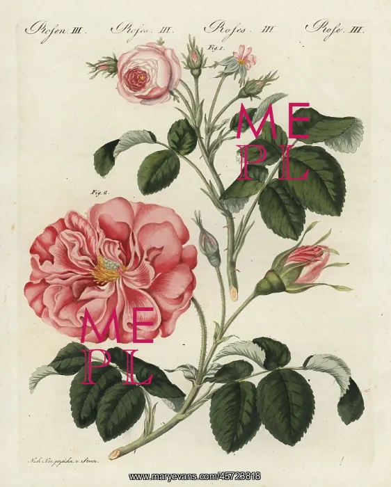 : Small pink centifolia rose and Frankfort rose : Small pink centifolia rose and Frankfort rose