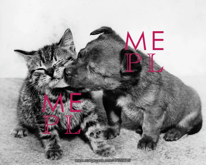 : Small puppy licking tabby kitten : Small puppy licking tabby kitten