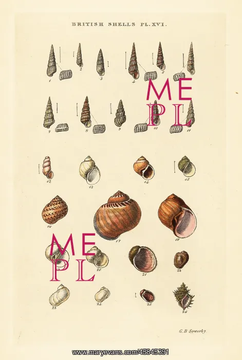 : Small sea shell varieties, Turbonilla, etc : Small sea shell varieties, Turbonilla, etc