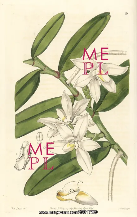 : Small shoe-carrying thrixspermum orchid, Thrixspermum : Small shoe-carrying thrixspermum orchid, Thrixspermum