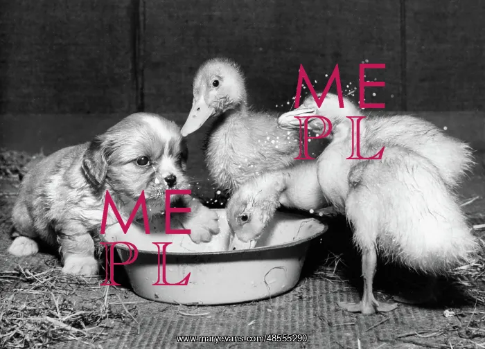 : Small spaniel puppy with ducklings : Small spaniel puppy with ducklings