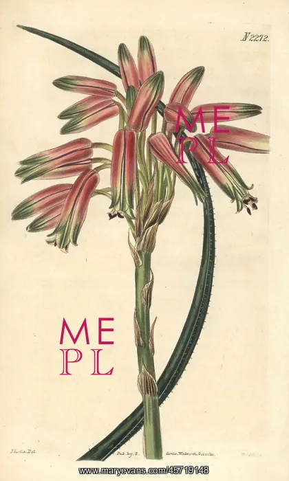 : Small-spined aloe, Aloe microcantha : Small-spined aloe, Aloe microcantha