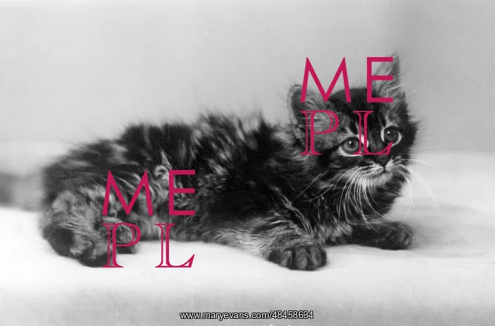  : SMALL TABBY KITTEN