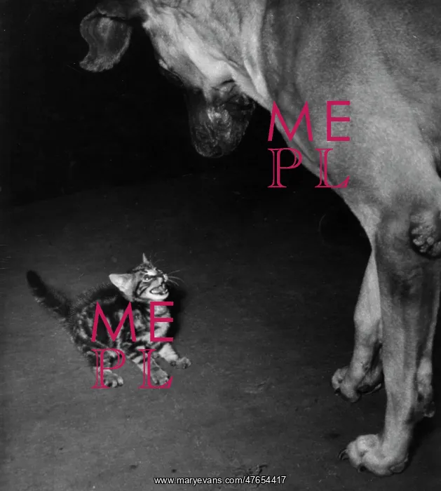 : Small tabby kitten challenges big dog : Small tabby kitten challenges big dog