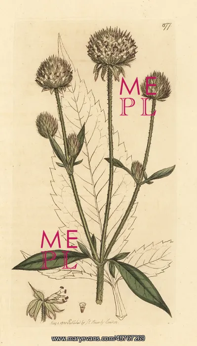 : Small teasel, Dipsacus pilosus : Small teasel, Dipsacus pilosus
