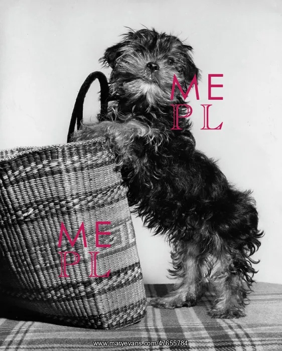 : Small terrier dog with shopping basket : Small terrier dog with shopping basket