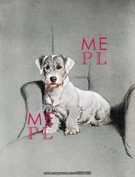 : Small terrier sitting in a chair : Small terrier sitting in a chair