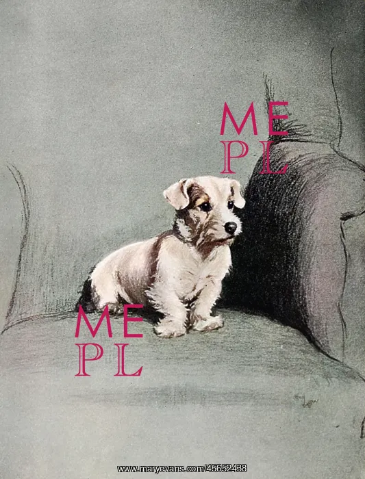 : Small terrier sitting in a chair : Small terrier sitting in a chair