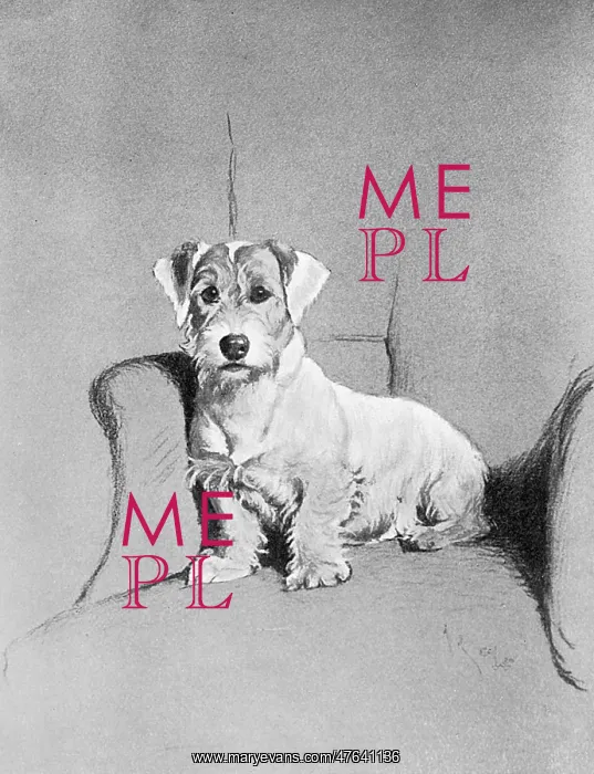 : Small terrier sitting in a chair : Small terrier sitting in a chair