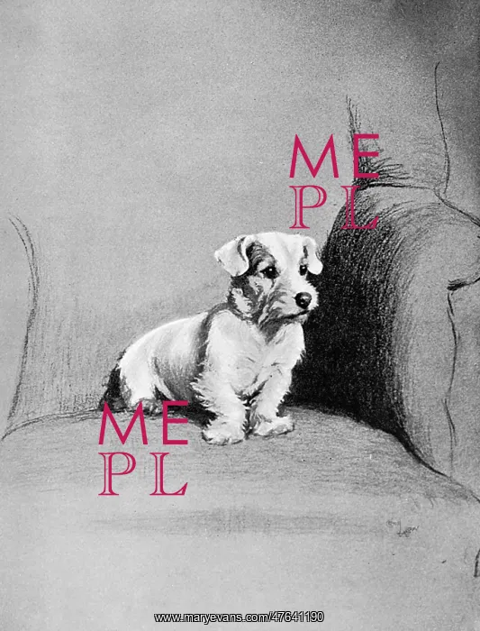 : Small terrier sitting in a chair : Small terrier sitting in a chair