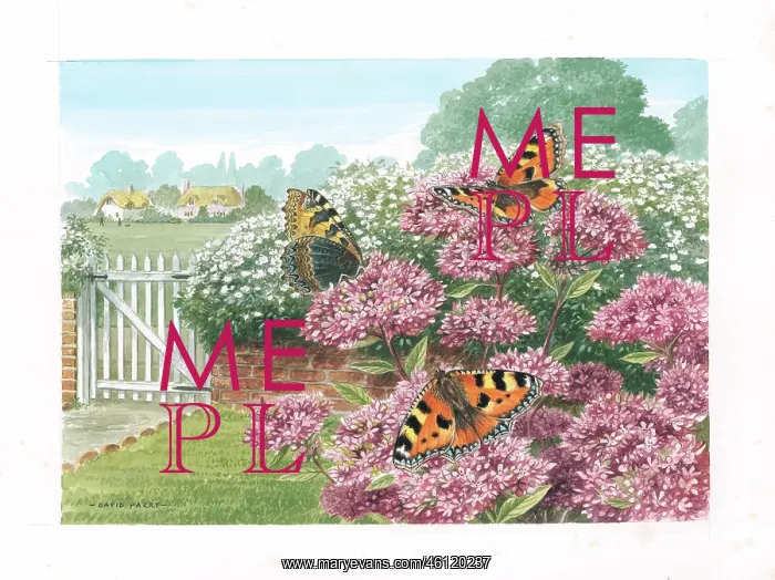: Small Tortoiseshell butterflies on Marjoram : Small Tortoiseshell butterflies on Marjoram