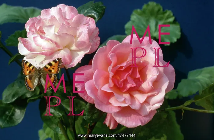  : Small Tortoiseshell Butterfly on Pink Roses