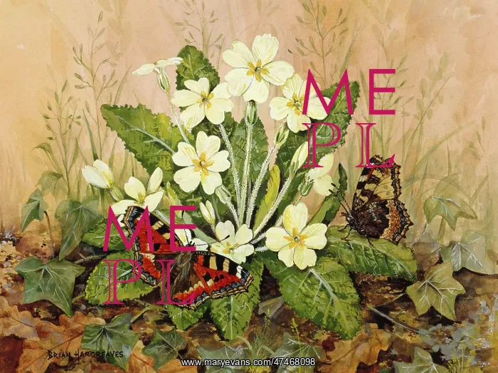 : Small Tortoiseshells on Primrose : Small Tortoiseshells on Primrose