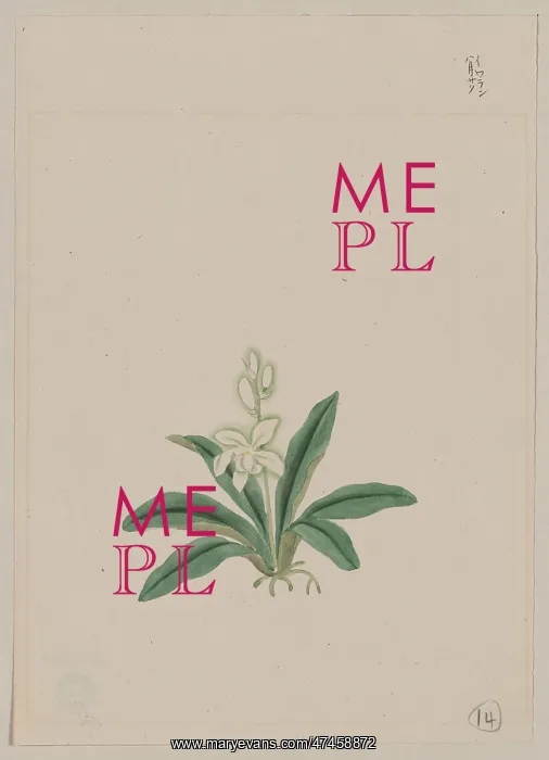 : Small white flower, possibly a gin-ran, on stem with long gr : Small white flower, possibly a gin-ran, on stem with long gr