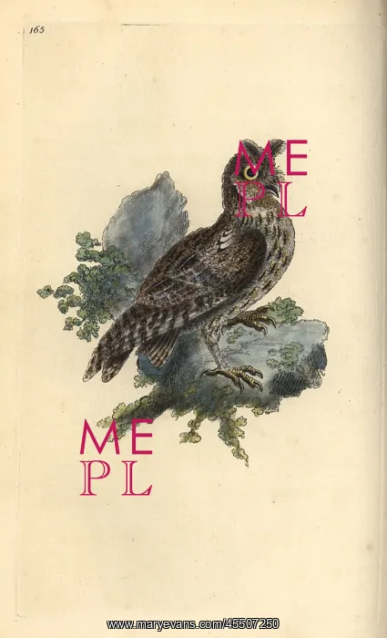 : Smaller pencilled or Siberian eared owl, Strix pulchella : Smaller pencilled or Siberian eared owl, Strix pulchella