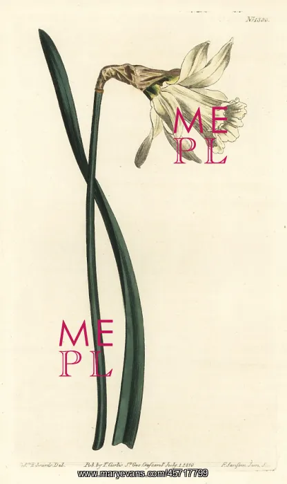 : Smaller white Spanish daffodil, Narcissus : Smaller white Spanish daffodil, Narcissus