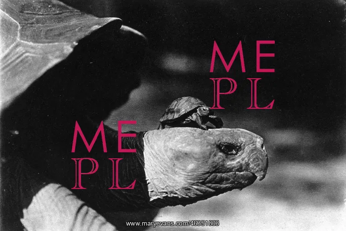 : Smallest tortoise and the Largest tortoise in the New York : Smallest tortoise and the Largest tortoise in the New York