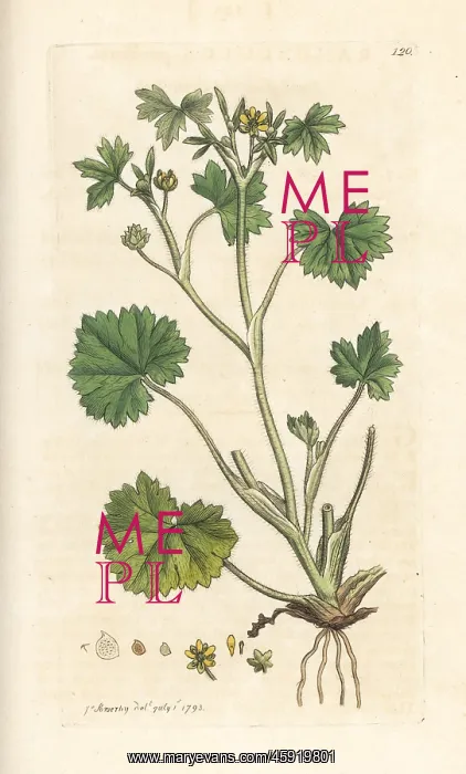: Smallflower buttercup, Ranunculus parviflorus : Smallflower buttercup, Ranunculus parviflorus