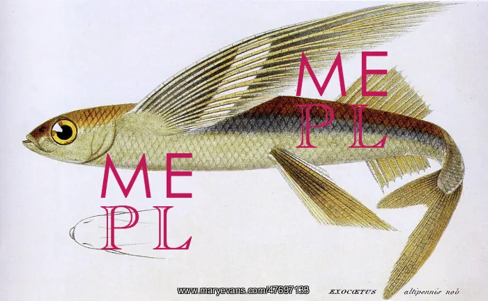  : Smallhead Flying Fish