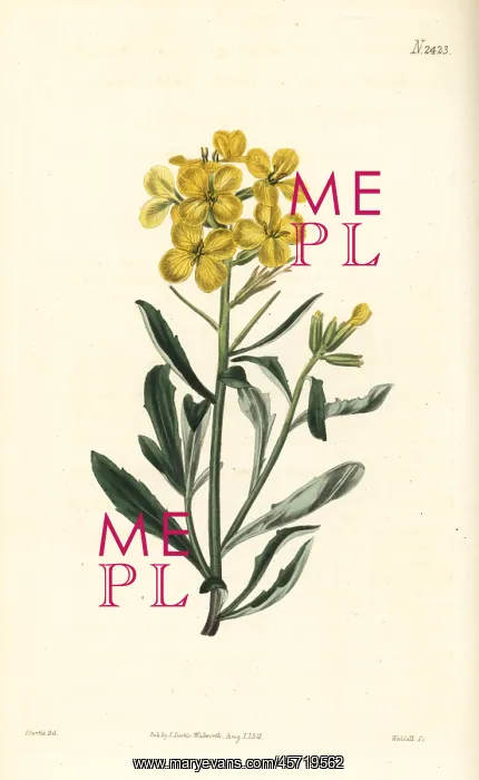 : Smelly wallflower, Erysimum odoratum : Smelly wallflower, Erysimum odoratum