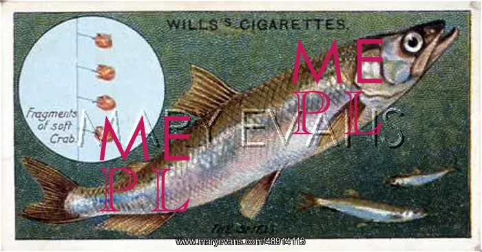 : SMELT WITH BAIT / 1910 : SMELT WITH BAIT / 1910