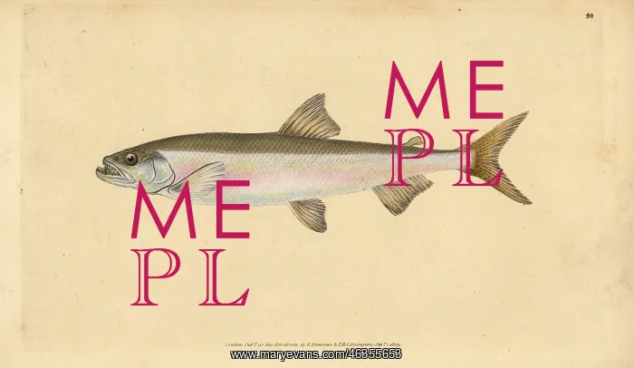 : Smelt, Osmerus eperlanus : Smelt, Osmerus eperlanus