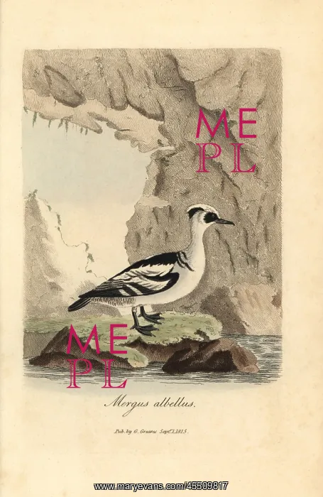: Smew, Mergellus albellus : Smew, Mergellus albellus