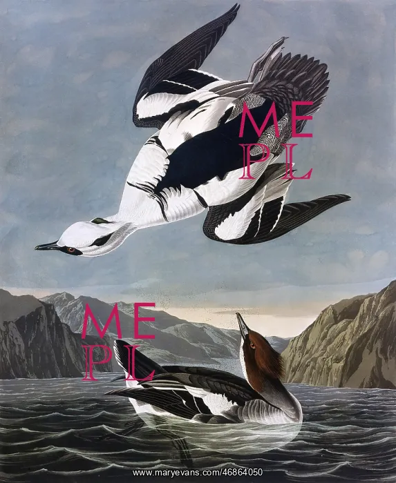 : Smew, or White Nun, by John James Audubon : Smew, or White Nun, by John James Audubon