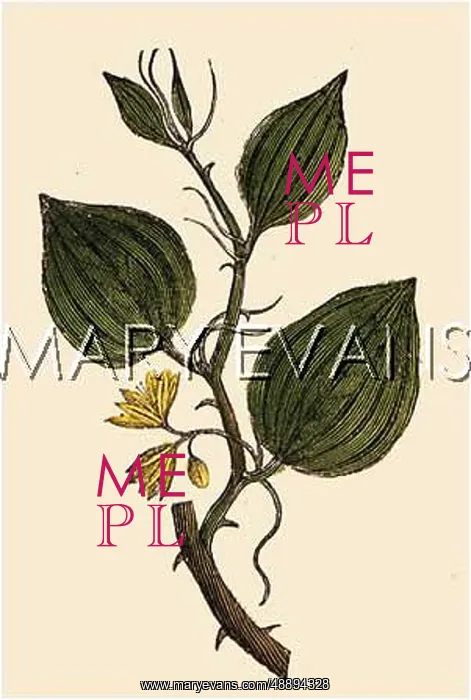 : SMILAX SARSAPARILLA : SMILAX SARSAPARILLA