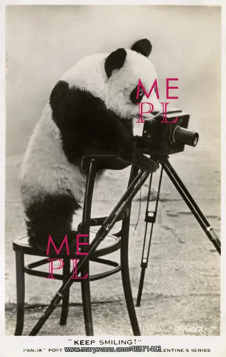 : Keep Smiling! Young Giant Panda taking a photograph : Keep Smiling! Young Giant Panda taking a photograph