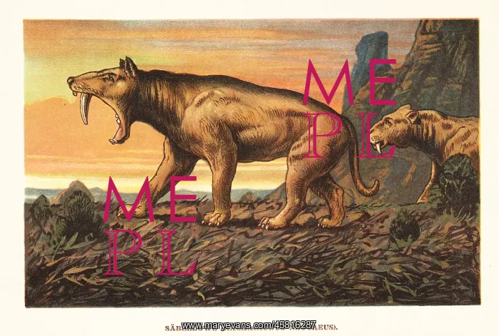 : Smilodon pupulator, extinct saber-toothed tiger : Smilodon pupulator, extinct saber-toothed tiger