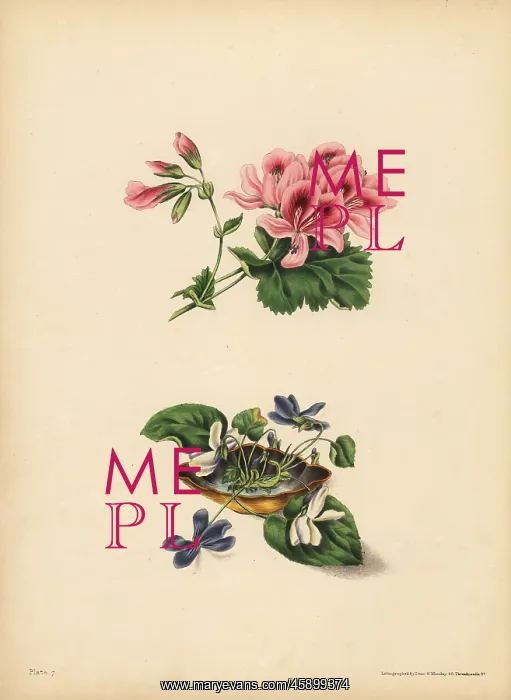 : Smith's Geranium, Preference; sweet purple : Smith's Geranium, Preference; sweet purple